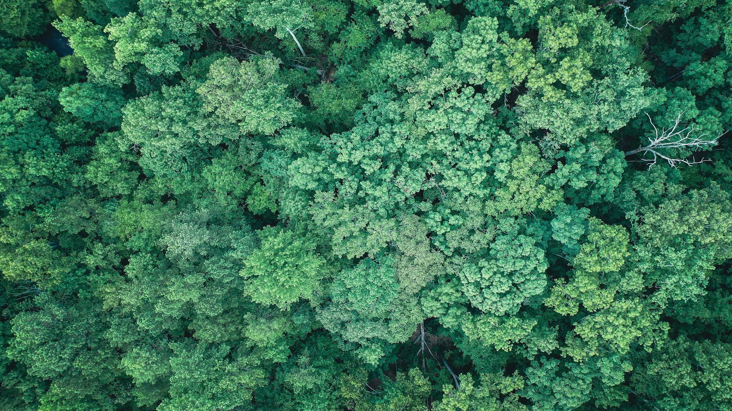 Tajuk hutan hijau lebat dilihat dari atas