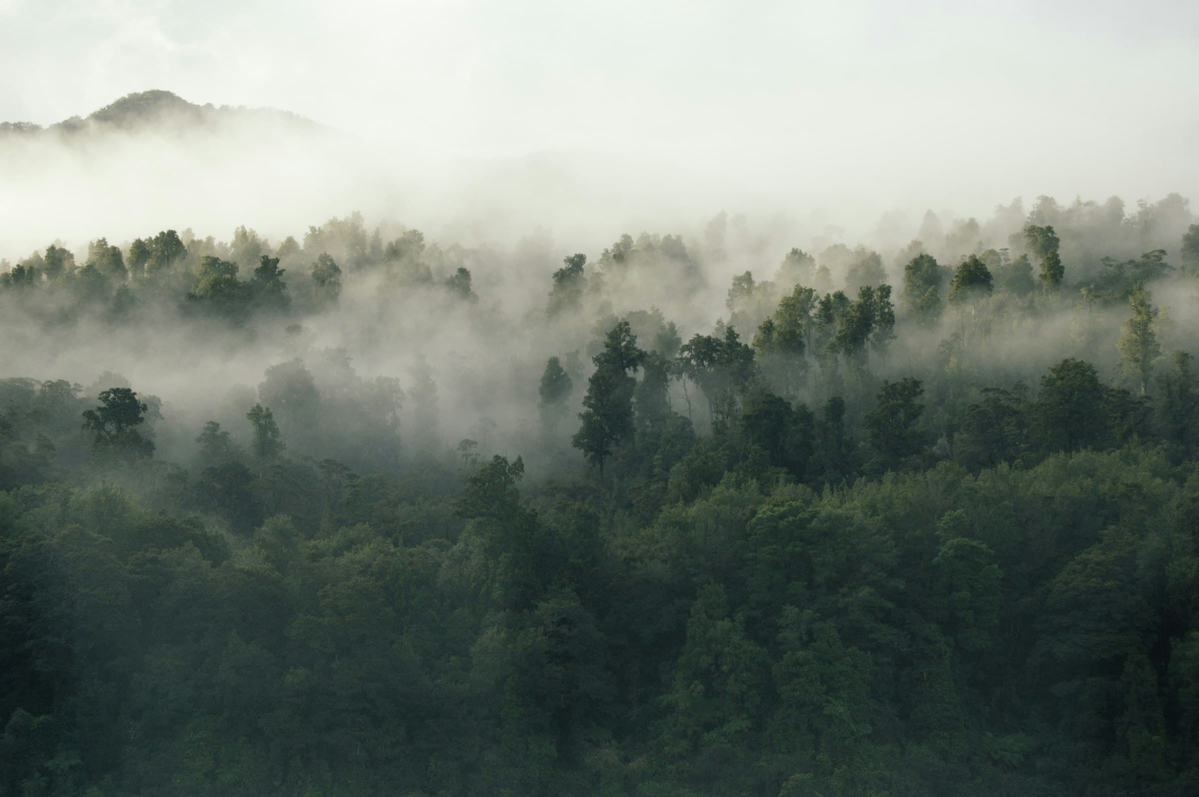 Hutan hujan lebat diselimuti kabut